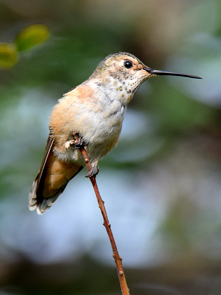 Hummer2.jpg