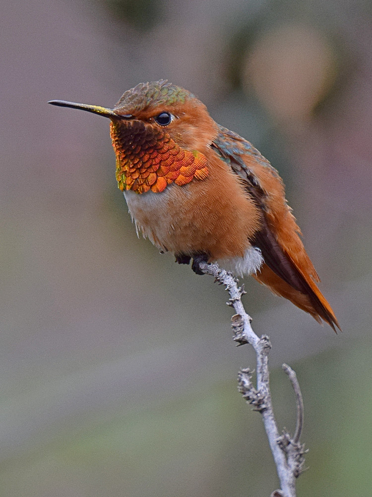 Hummer2.jpg