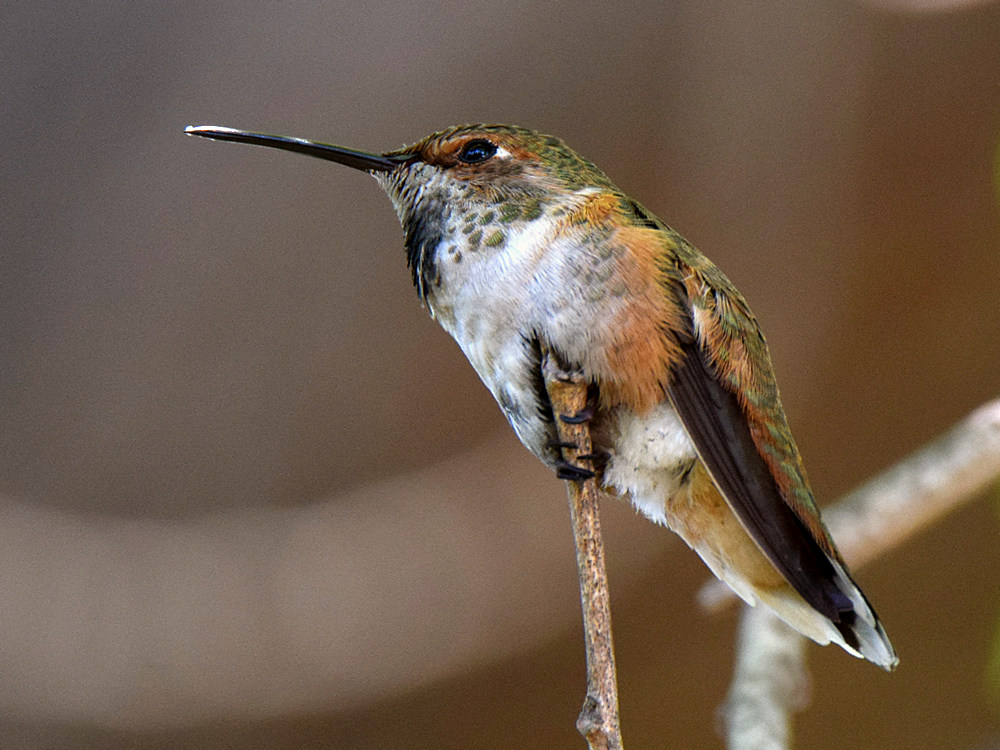 Hummer2.jpg