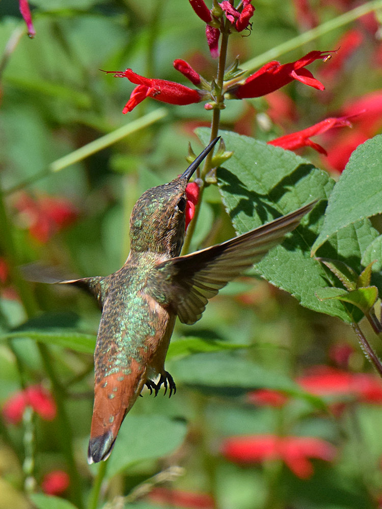 Hummer2.jpg