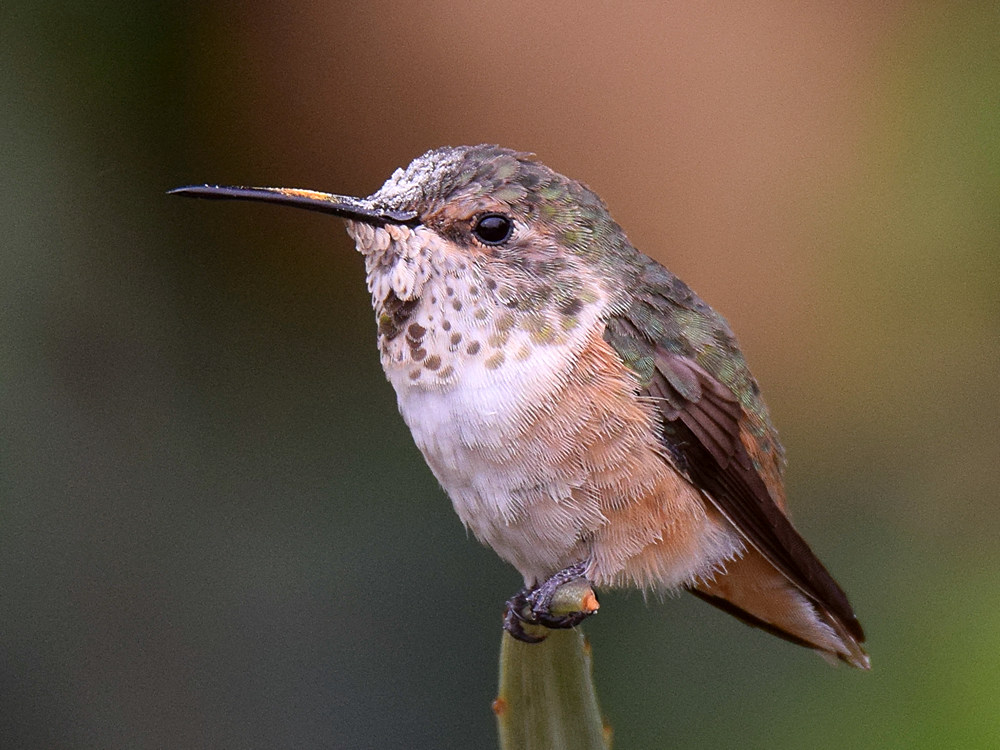 Hummer2.jpg
