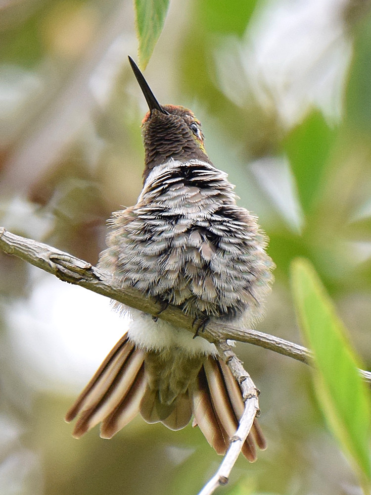 Hummer2.jpg