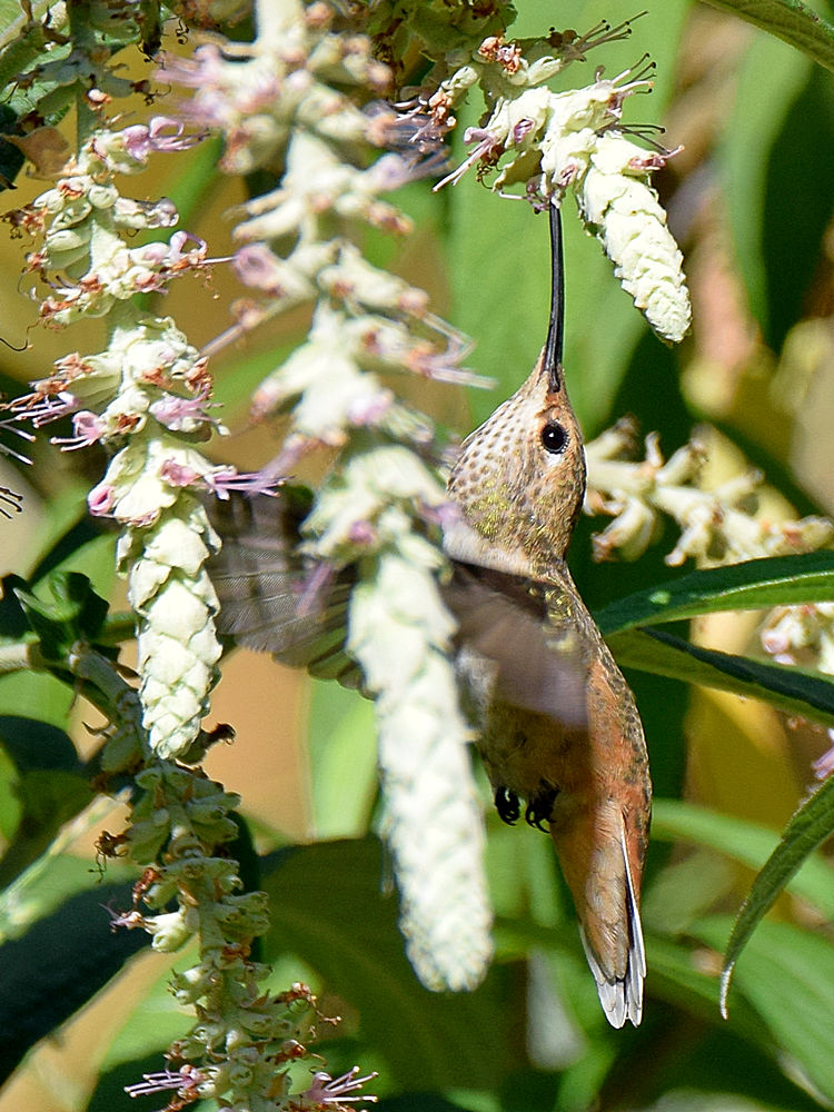 Hummer2.jpg