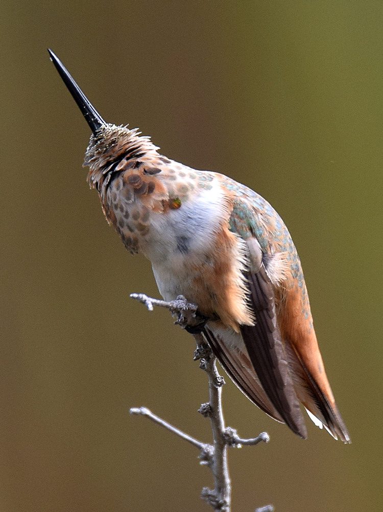 Hummer2.jpg