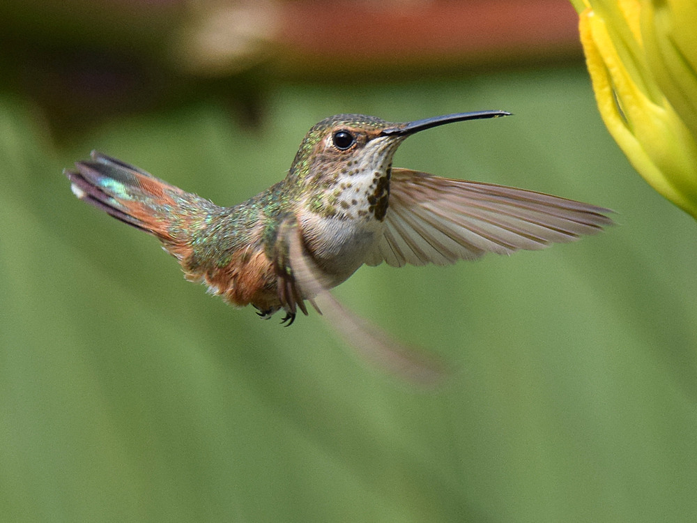 Hummer2.jpg