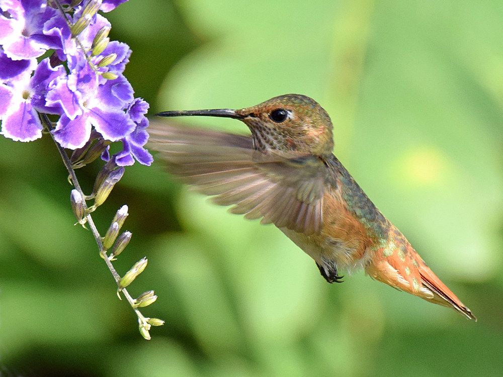 Hummer2.jpg