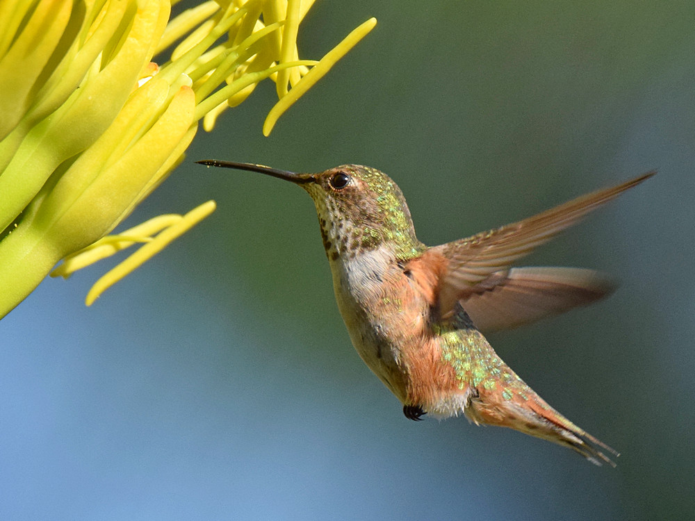 Hummer2.jpg