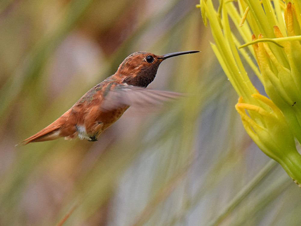 Hummer2.jpg