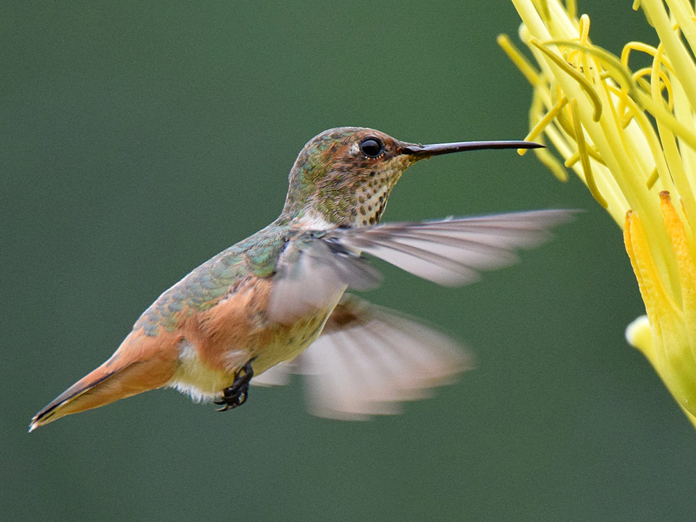 Hummer2.jpg