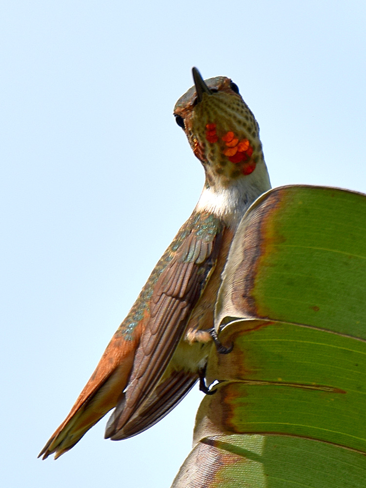Hummer2.jpg