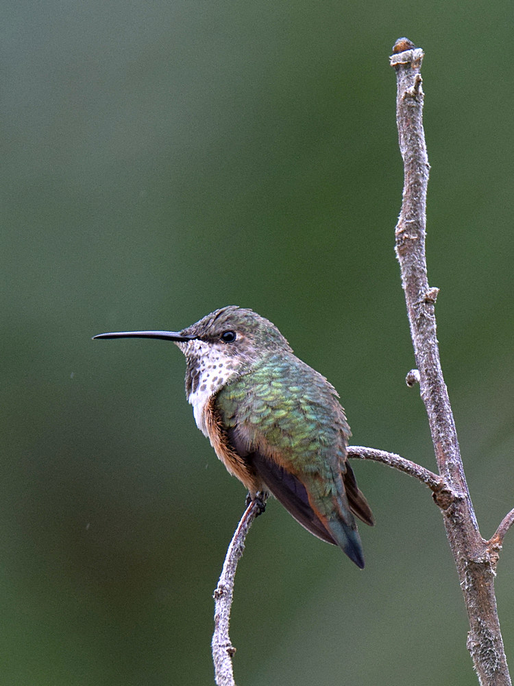 Hummer2.jpg
