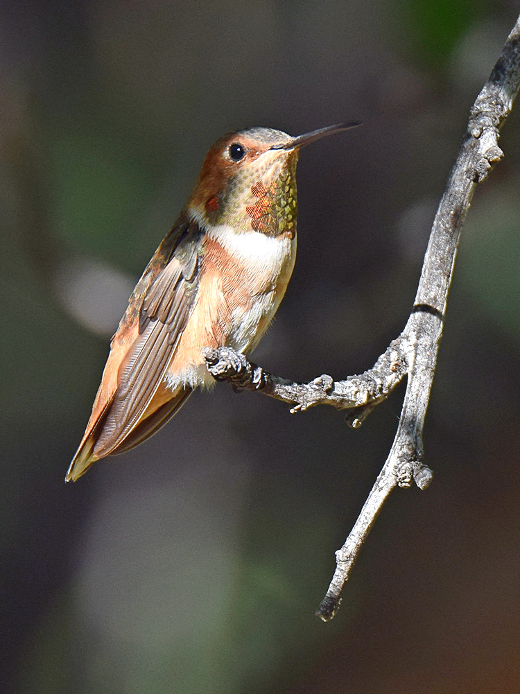 Hummer2.jpg