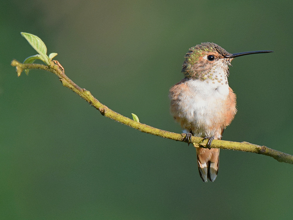 Hummer2.jpg