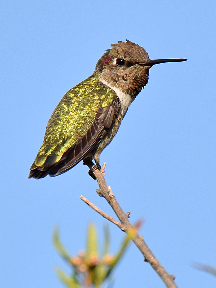 Hummer2.jpg