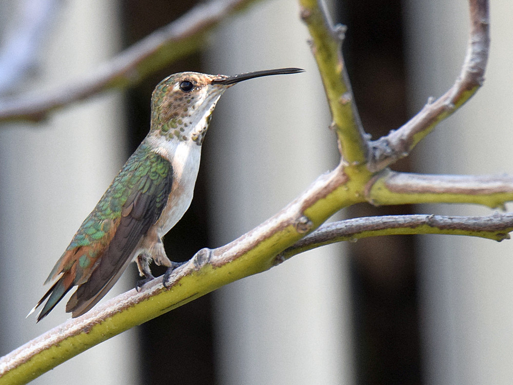 Hummer2.jpg