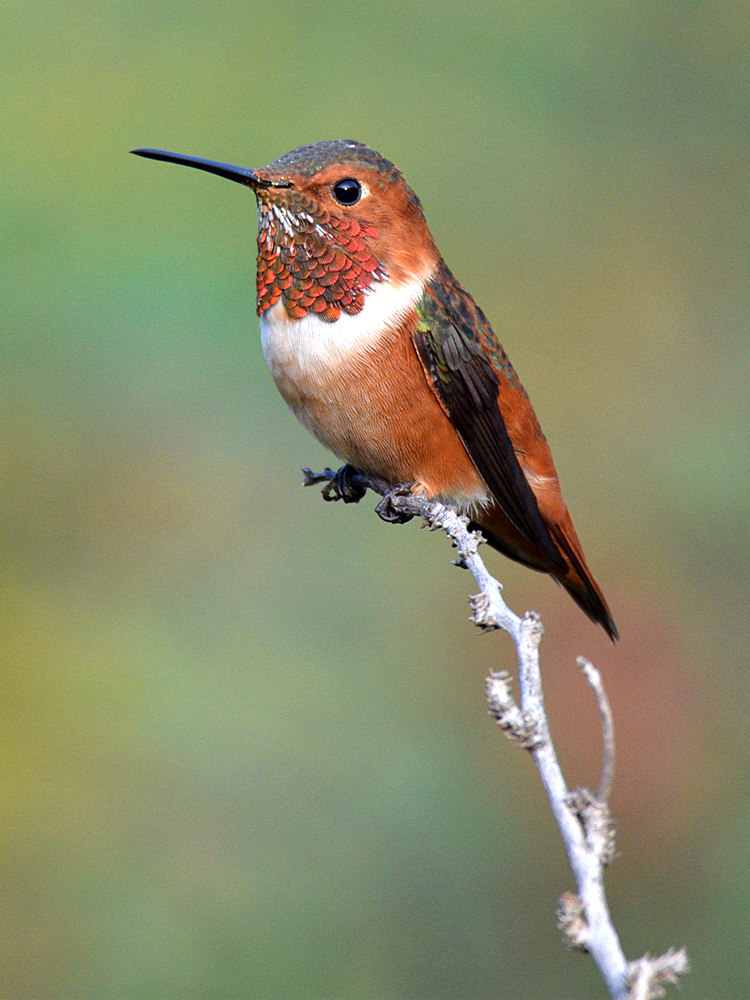 Hummer2.jpg