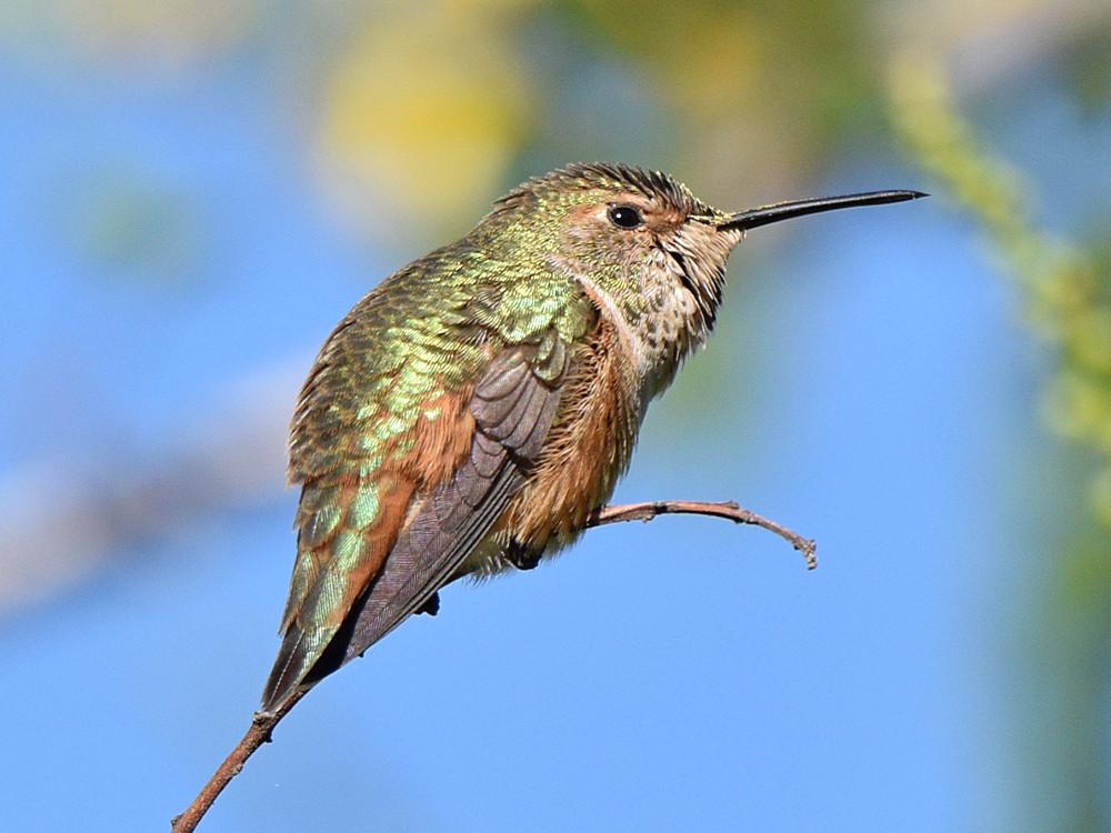 Hummer2.jpg
