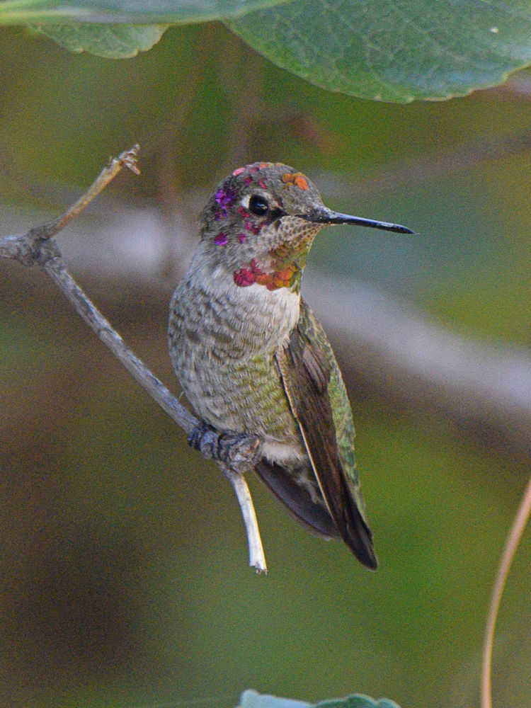 Hummer2.jpg