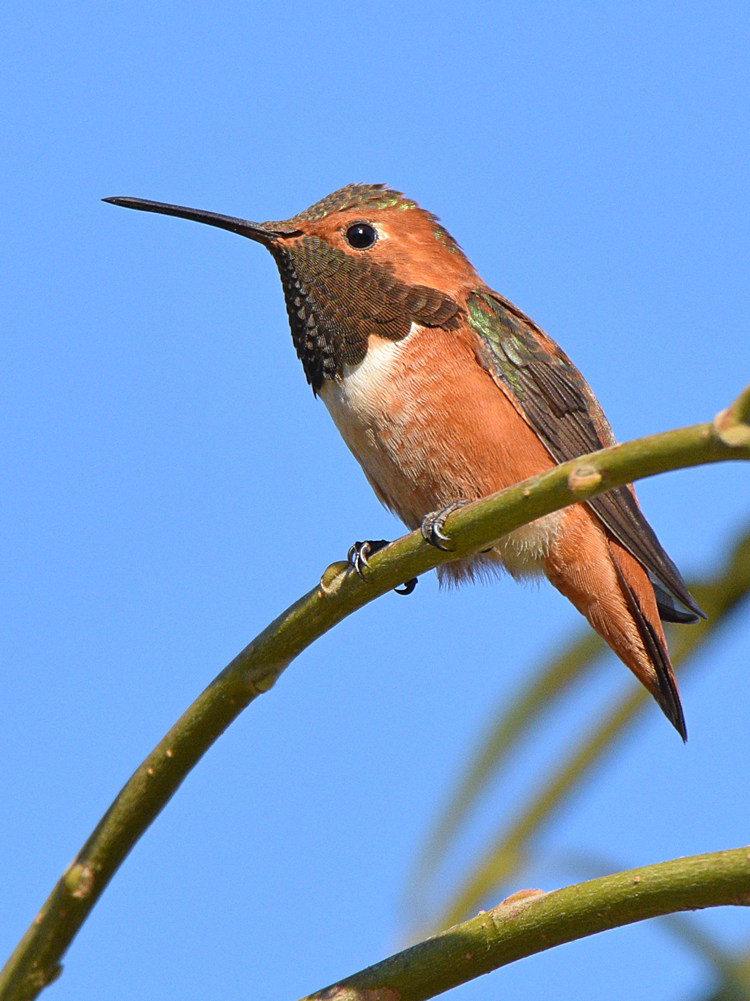 Hummer2.jpg