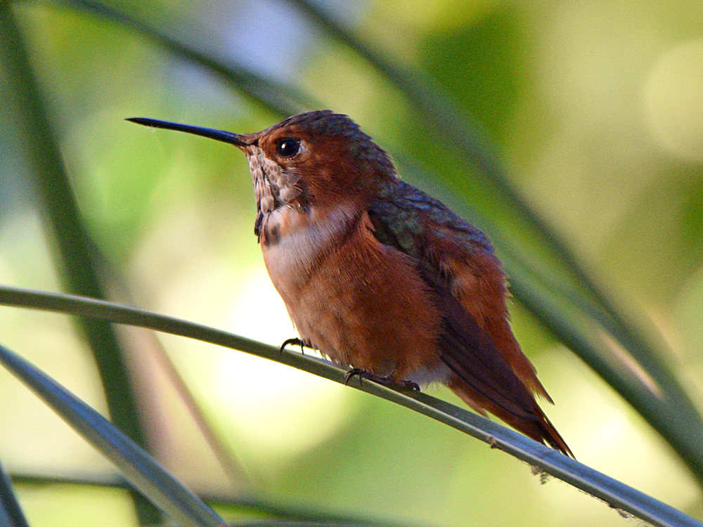 Hummer2.jpg