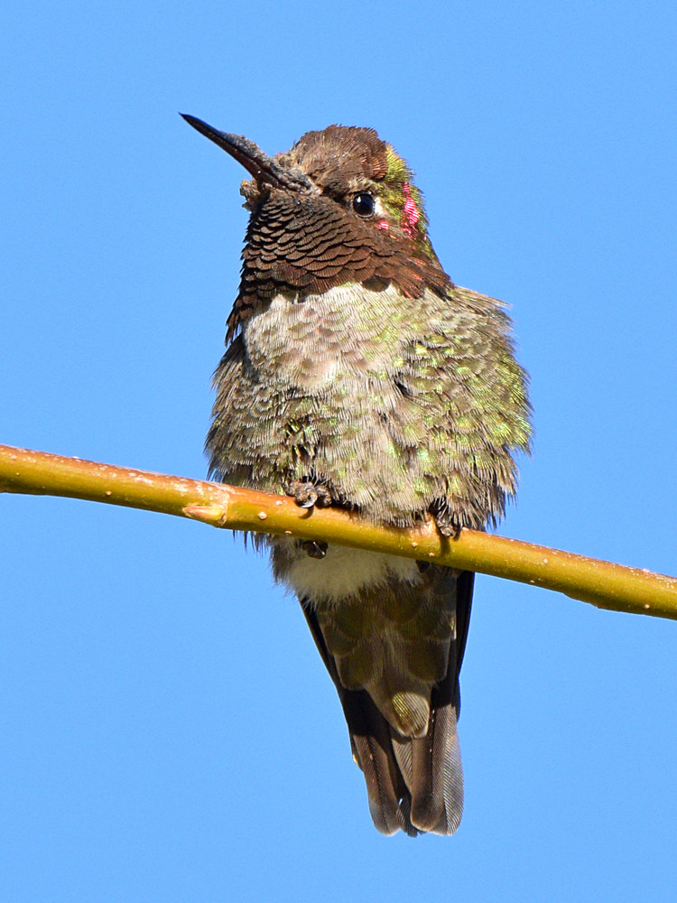Hummer2.jpg
