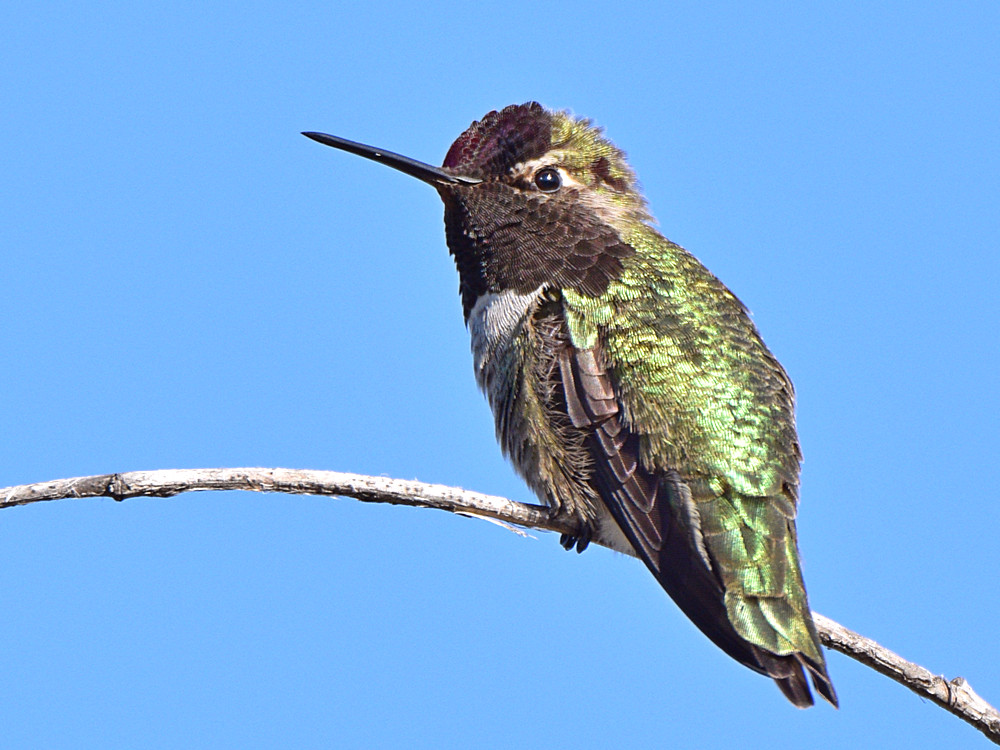 Hummer2.jpg