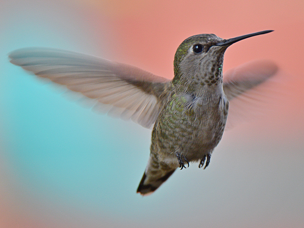 Hummer2.jpg