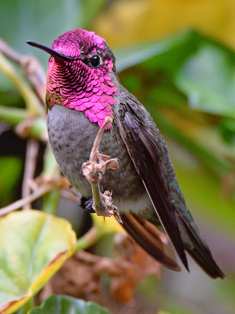 Hummer2.jpg