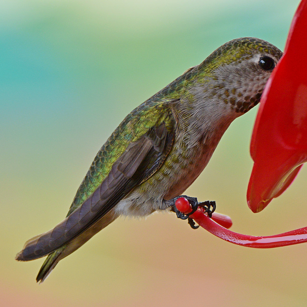 Hummer2.jpg