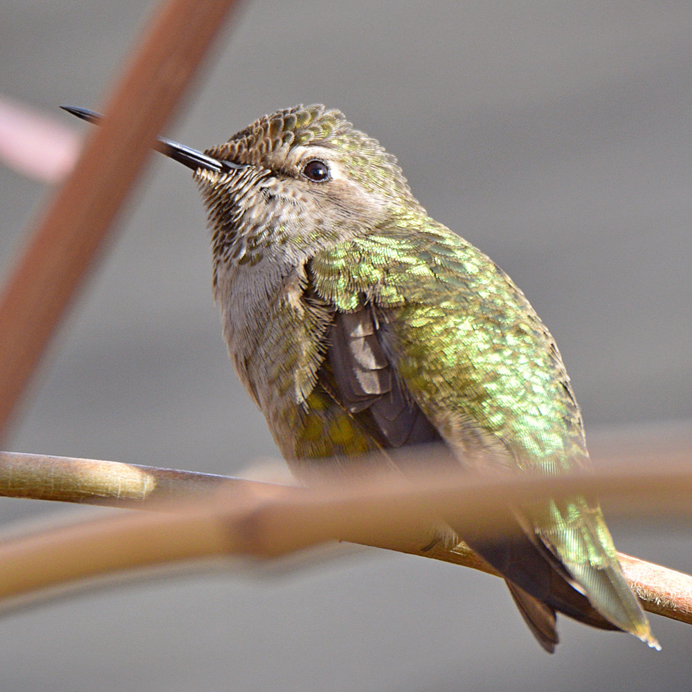 Hummer2.jpg