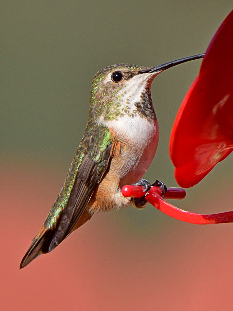 Hummer2.jpg