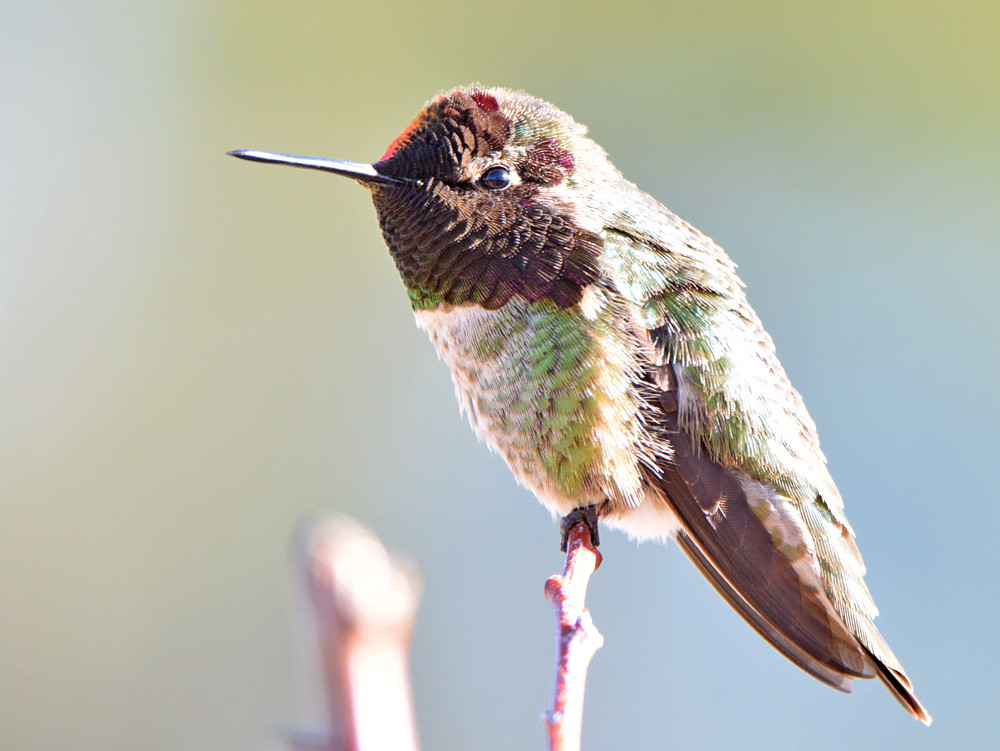 Hummer2.jpg