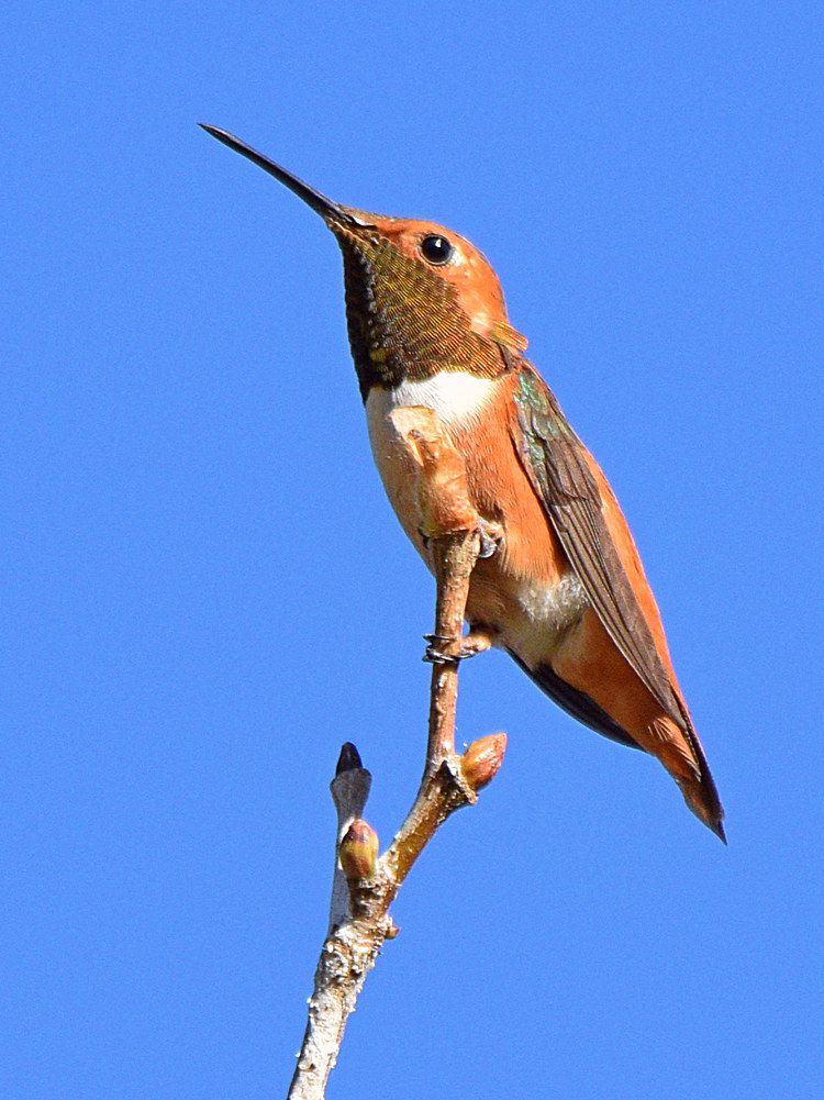 Hummer2.jpg