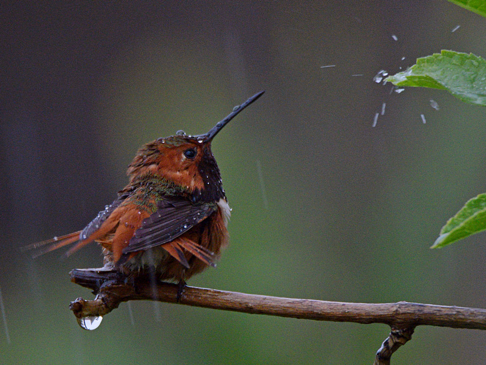 Hummer2.jpg