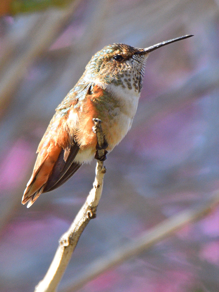 Hummer2.jpg