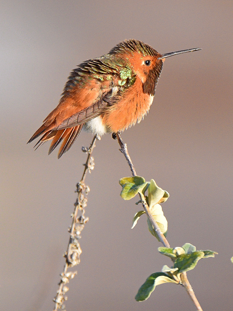 Hummer2.jpg