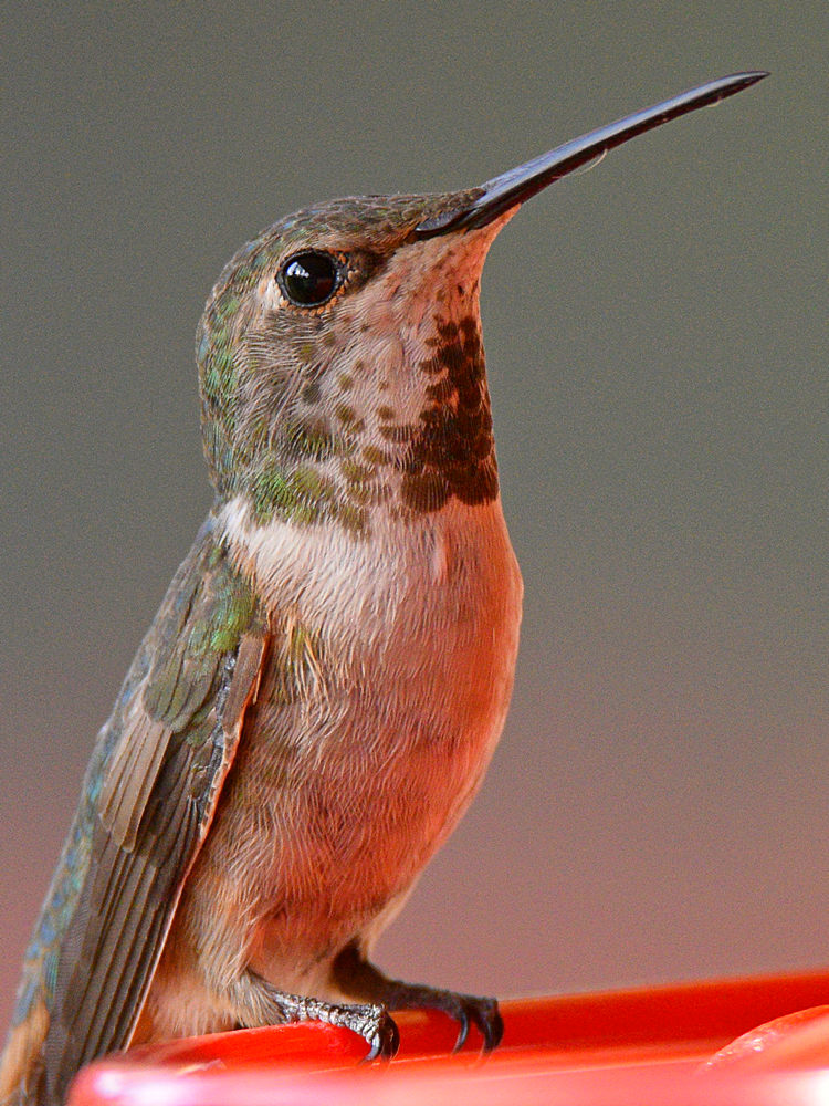 Hummer2.jpg