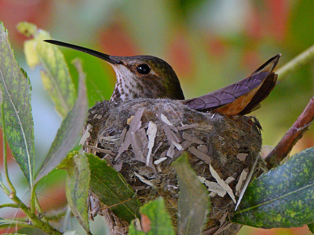 Hummer2.jpg