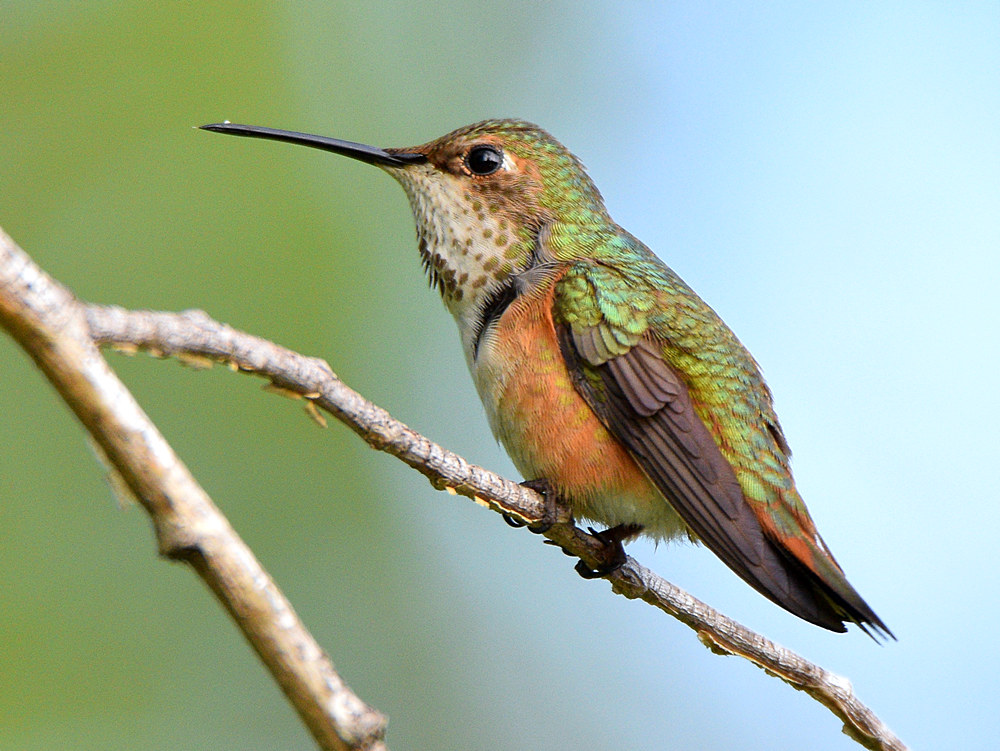 Hummer2.jpg