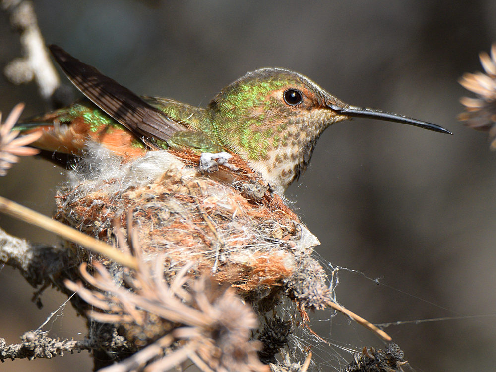 Hummer2.jpg