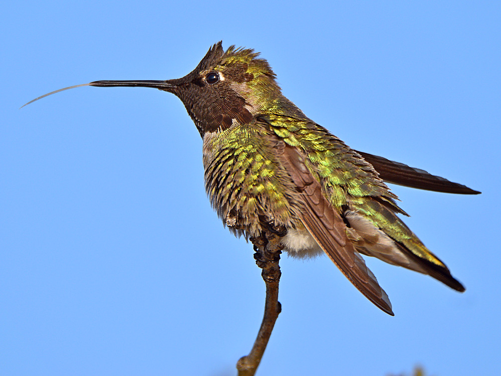 Hummer2.jpg