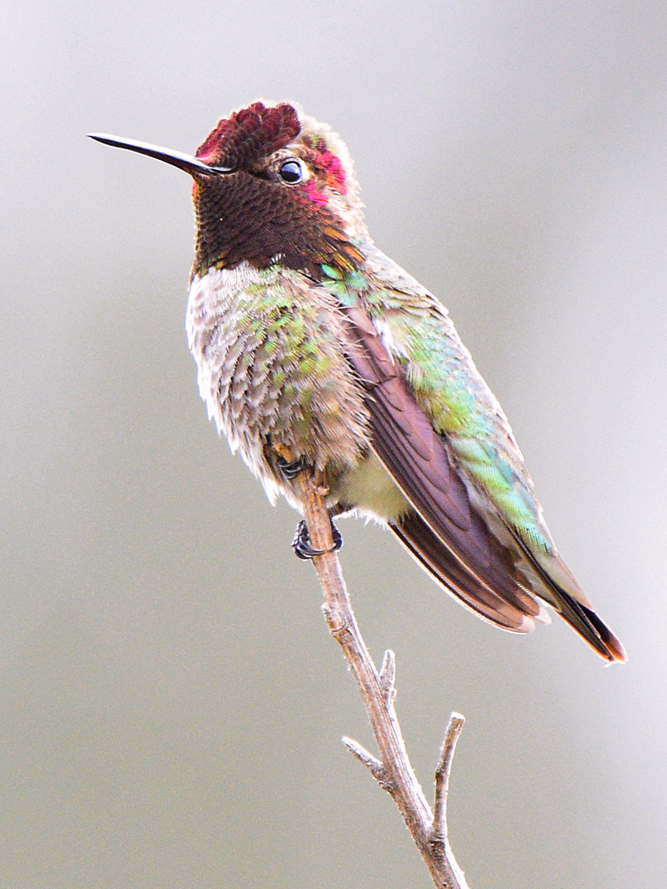 Hummer2.jpg