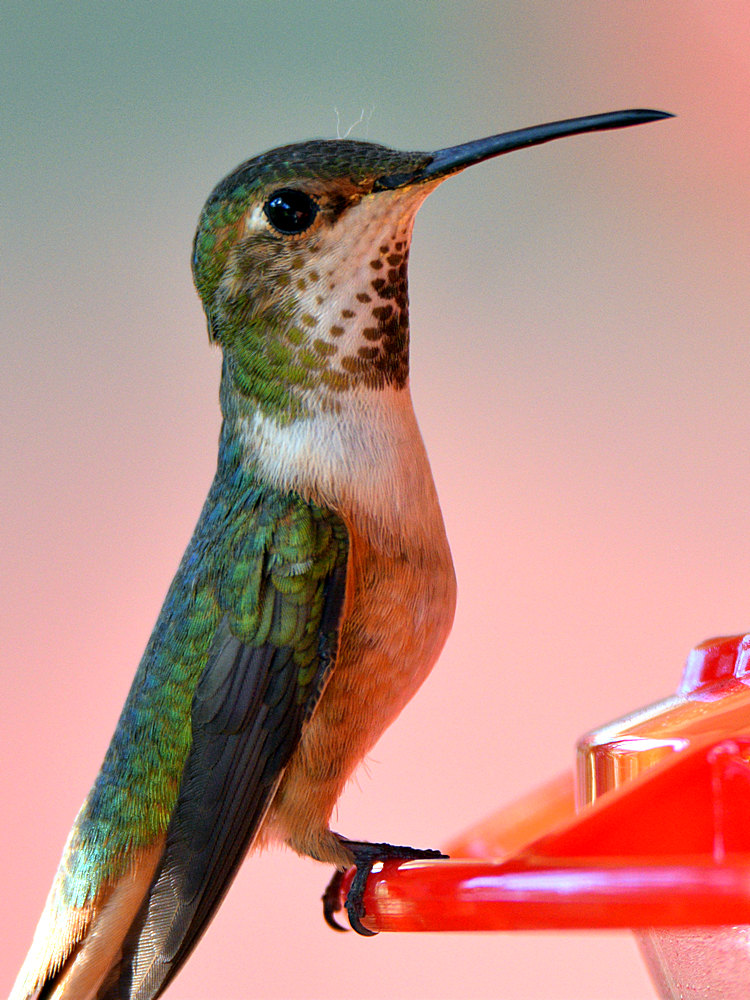 Hummer2.jpg