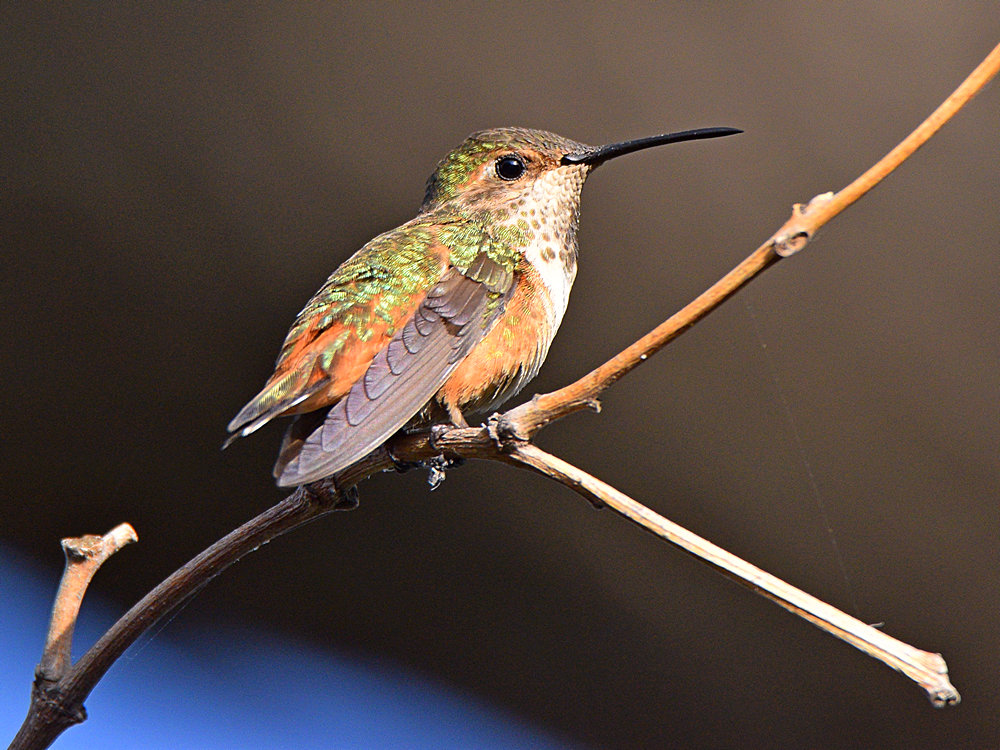 Hummer2.jpg