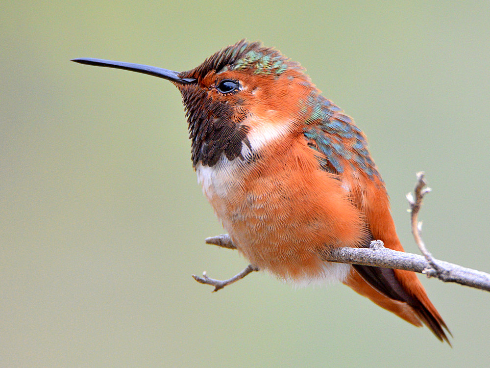 Hummer2.jpg