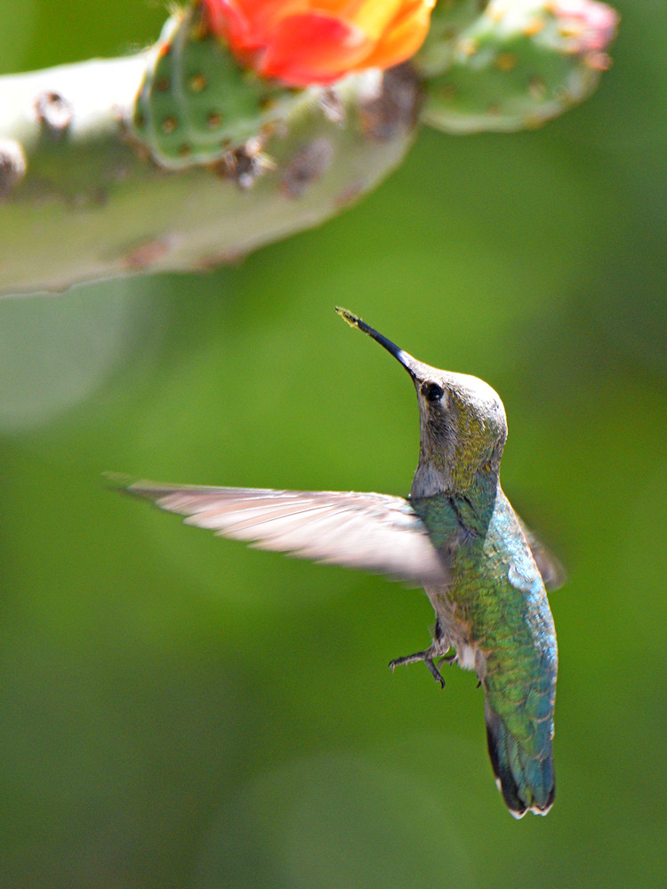 Hummer2.jpg