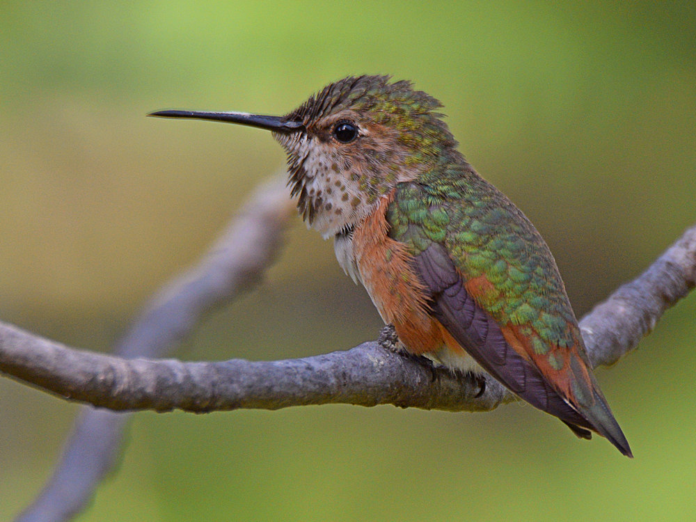 Hummer2.jpg