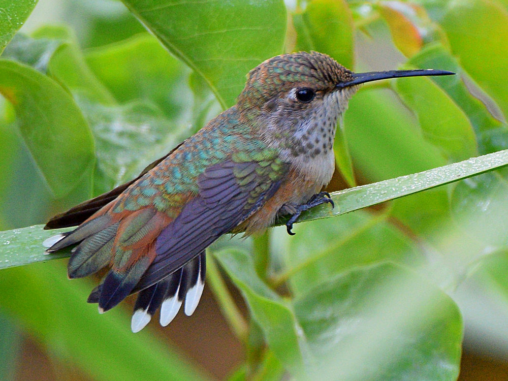 Hummer2.jpg