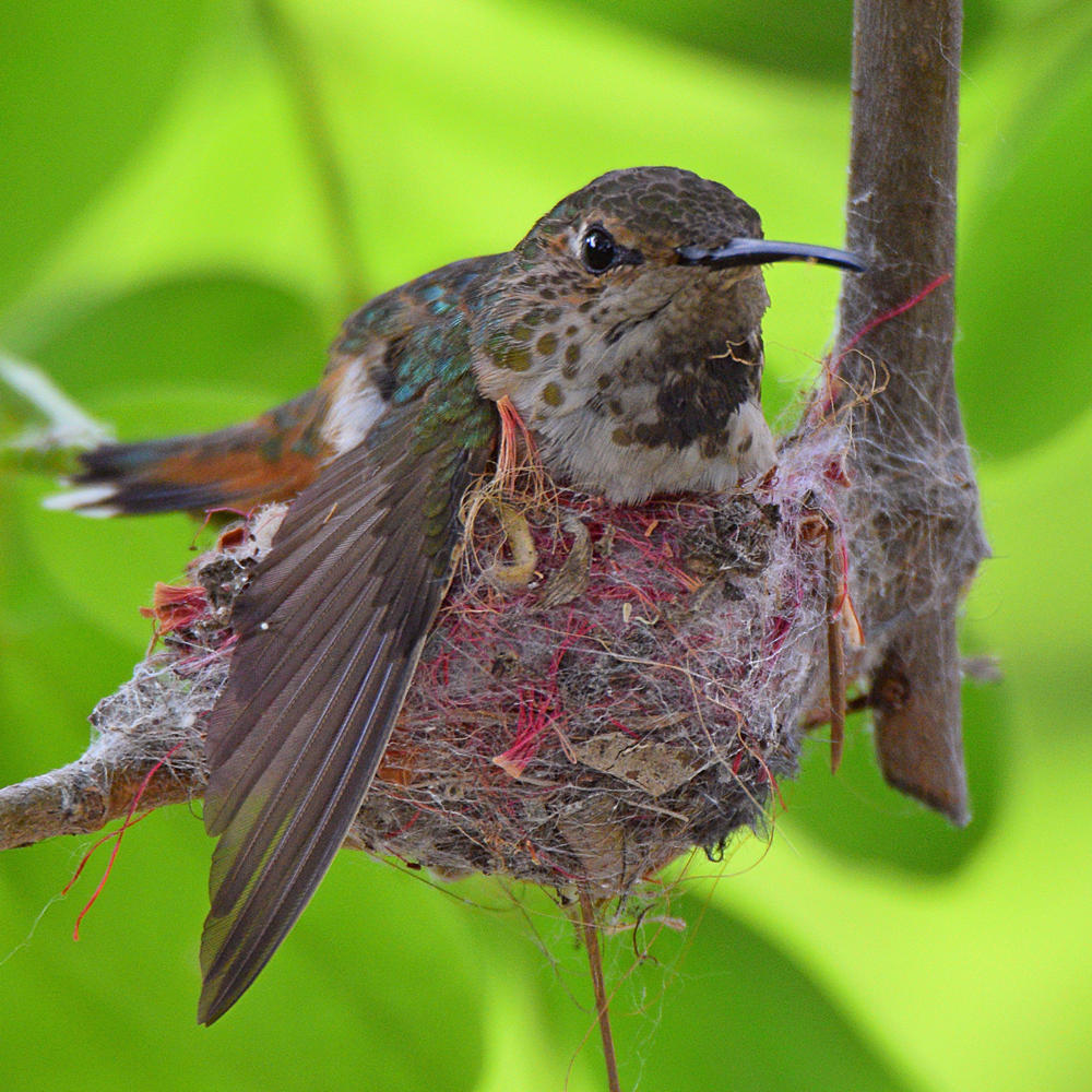 Hummer2.jpg