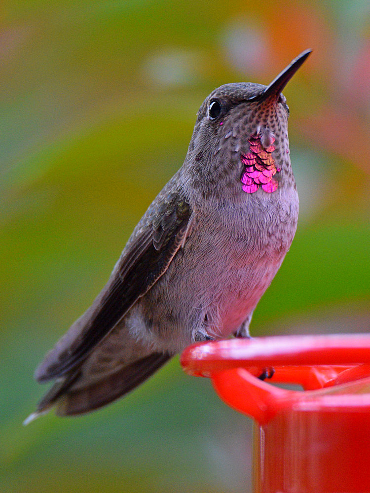 Hummer2.jpg